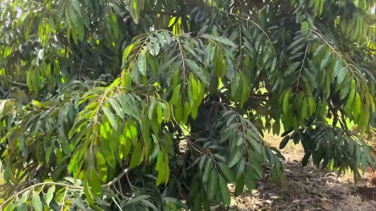 2,7ha sầu riêng thái năm thứ 4 giá 3,2tỷ 1ha cos thương lượng thuộc thôn 5 đường 10 Lh 0972317731
