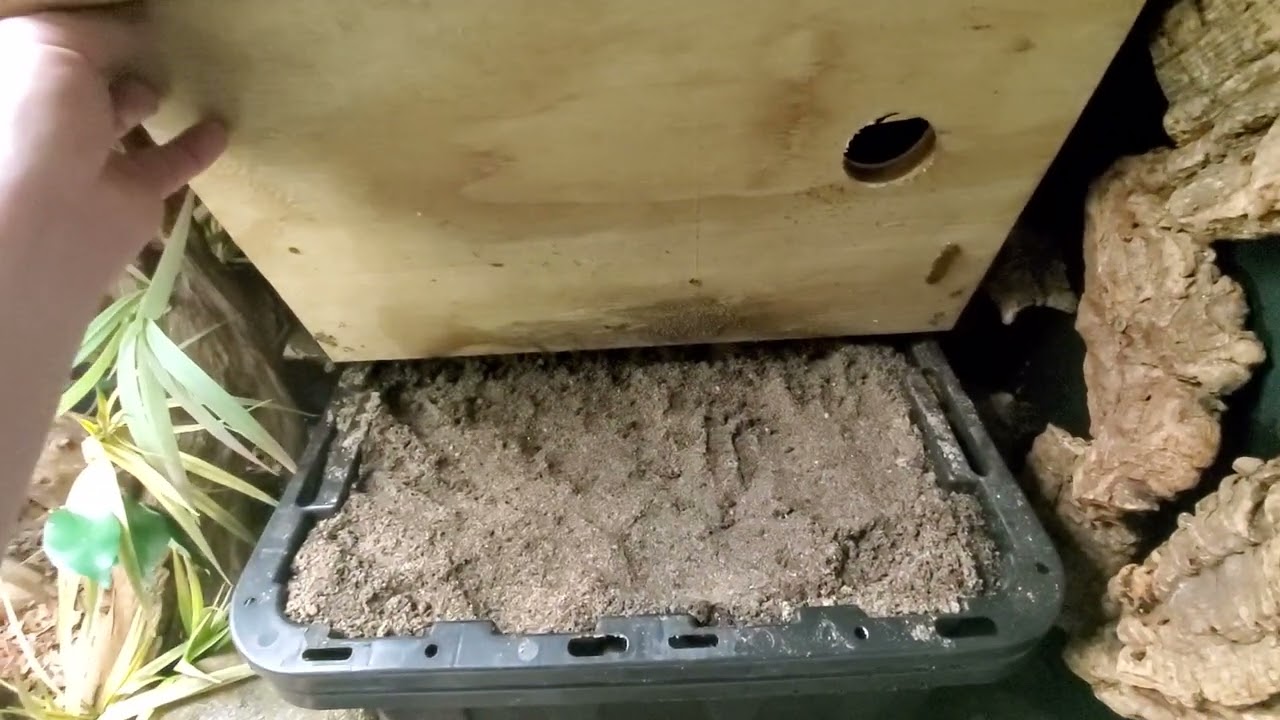 Reptile Nest Box information