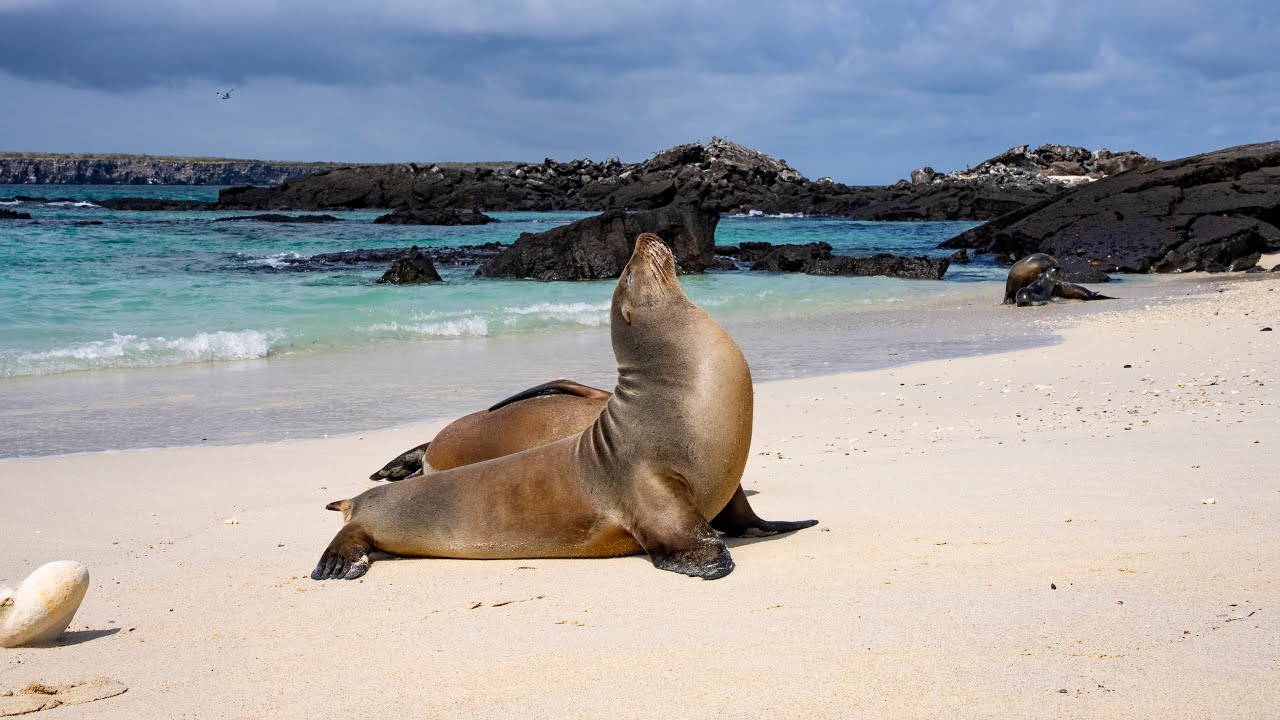 Galapagos Sea Lions 4K Stock Footage Reel