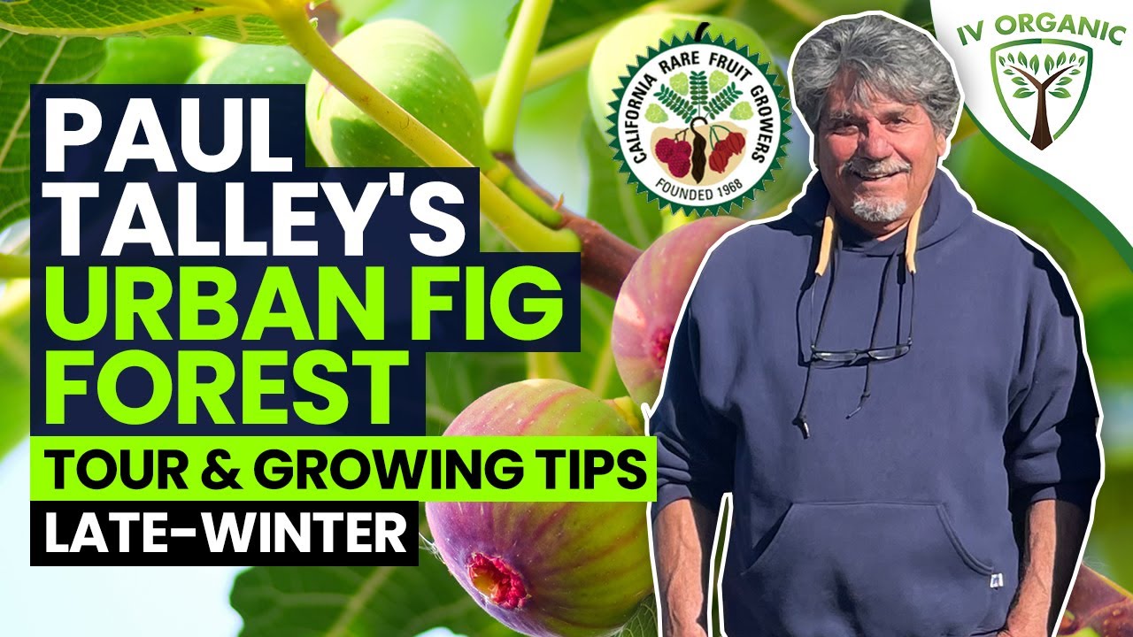 Urban Fig Forest Tour & Growing Tips |  Late-Winter