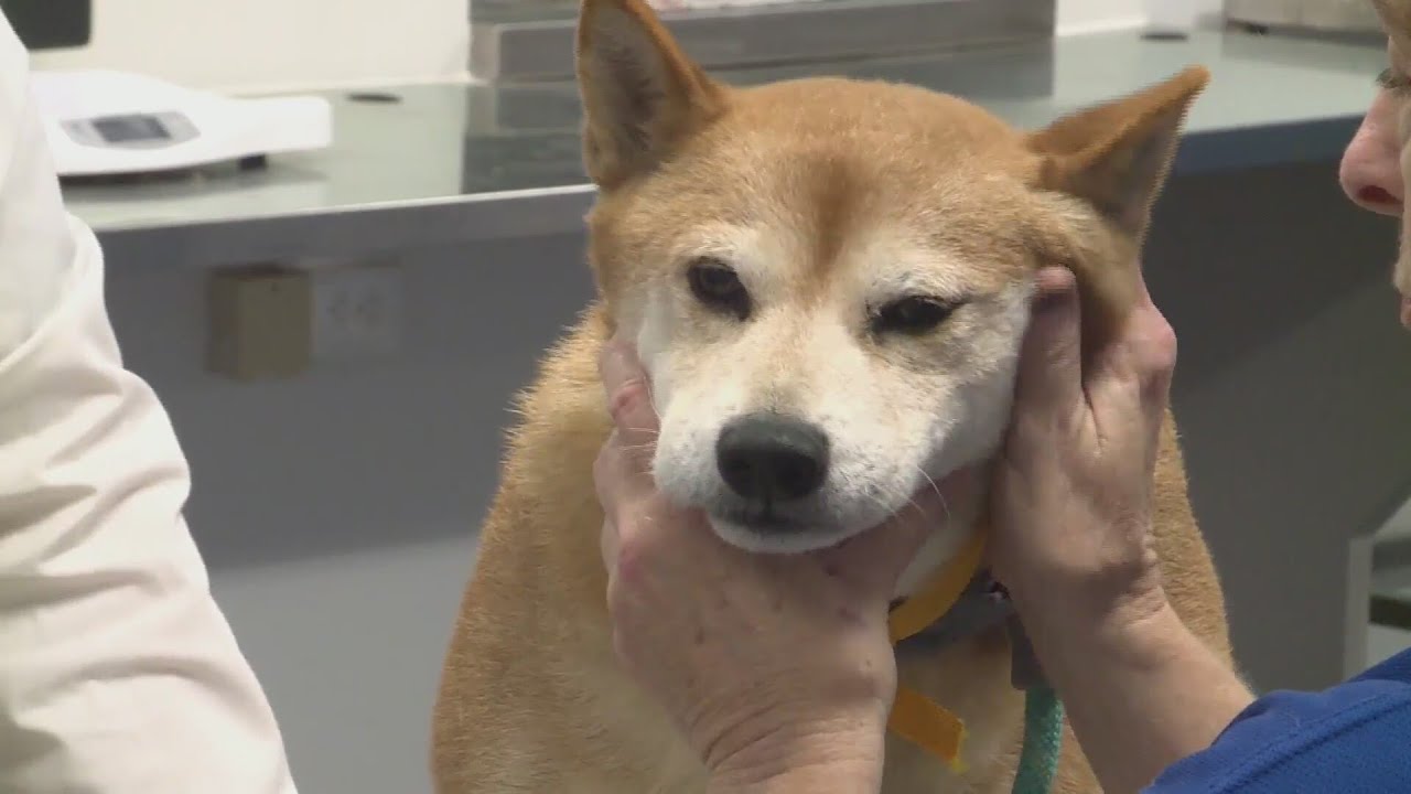 Starving, dead dogs found at Missouri breeder