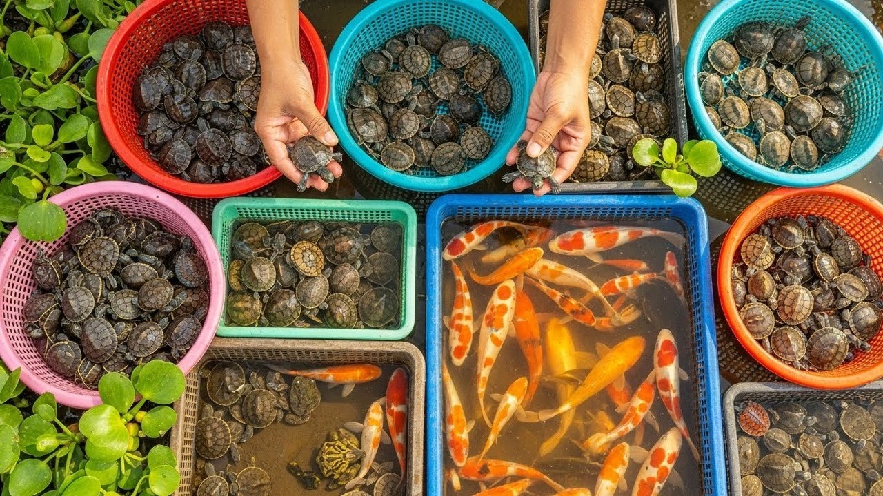 Peaceful Turtle & Koi Fish Aquaculture Farm — Relaxing Baby Animals, Frogs & Nature Collection