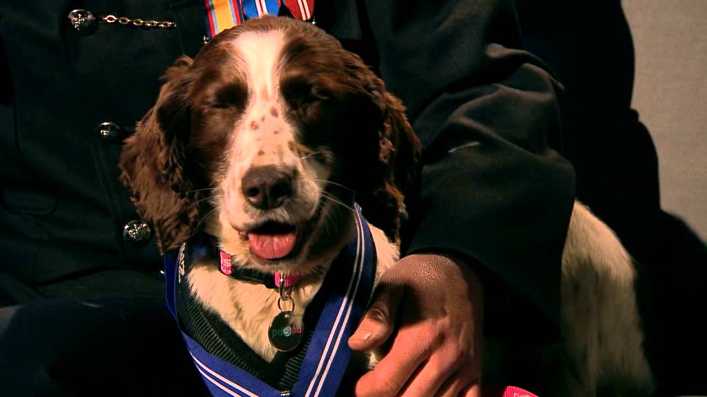 Police sniffer dog has posthumously been awarded animal OBE