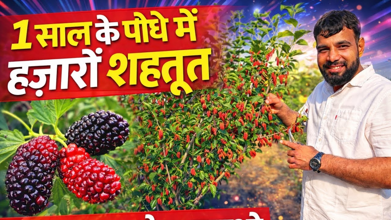 एक साल में हज़ारो शहतूत Mulberry Top Variety! #chingmai60mulberry 