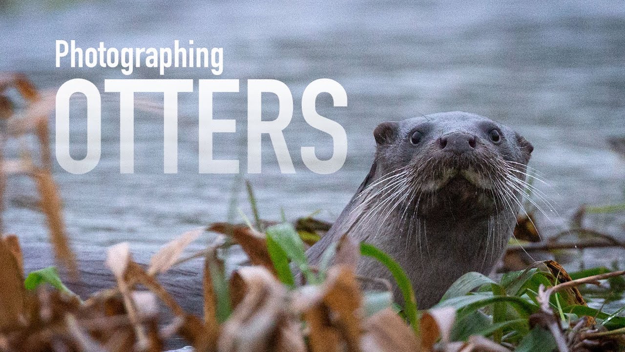 Finding and Photographing Otters in Oxfordshire - Wildlife Photography