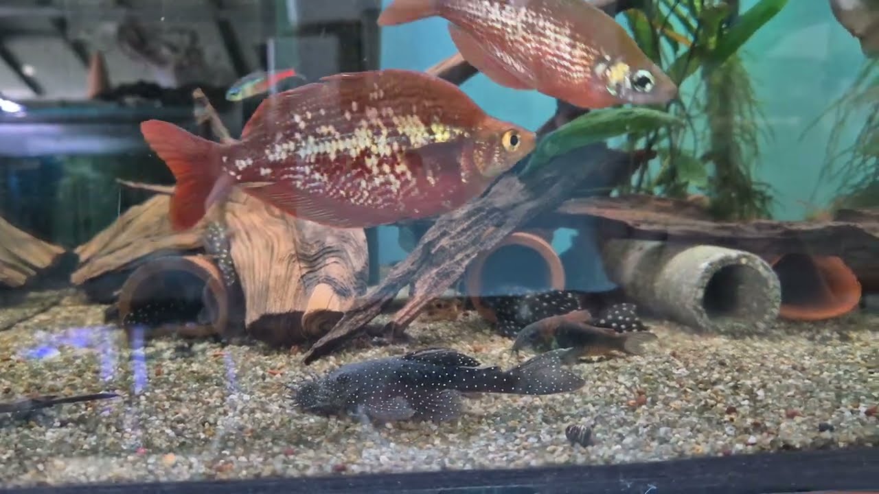 Gezenti Vlog #106 (Rainbow Fish Turkey) [Tahsin Baki]