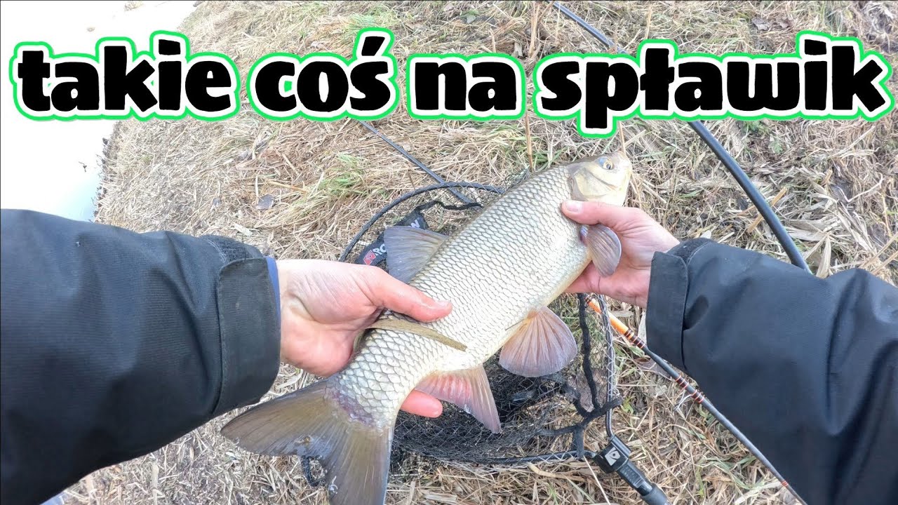 A takich ryb było jeszcze kilka