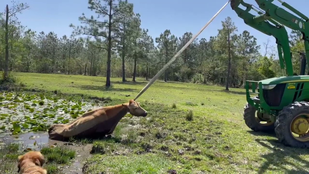 Cow stuck in the mud