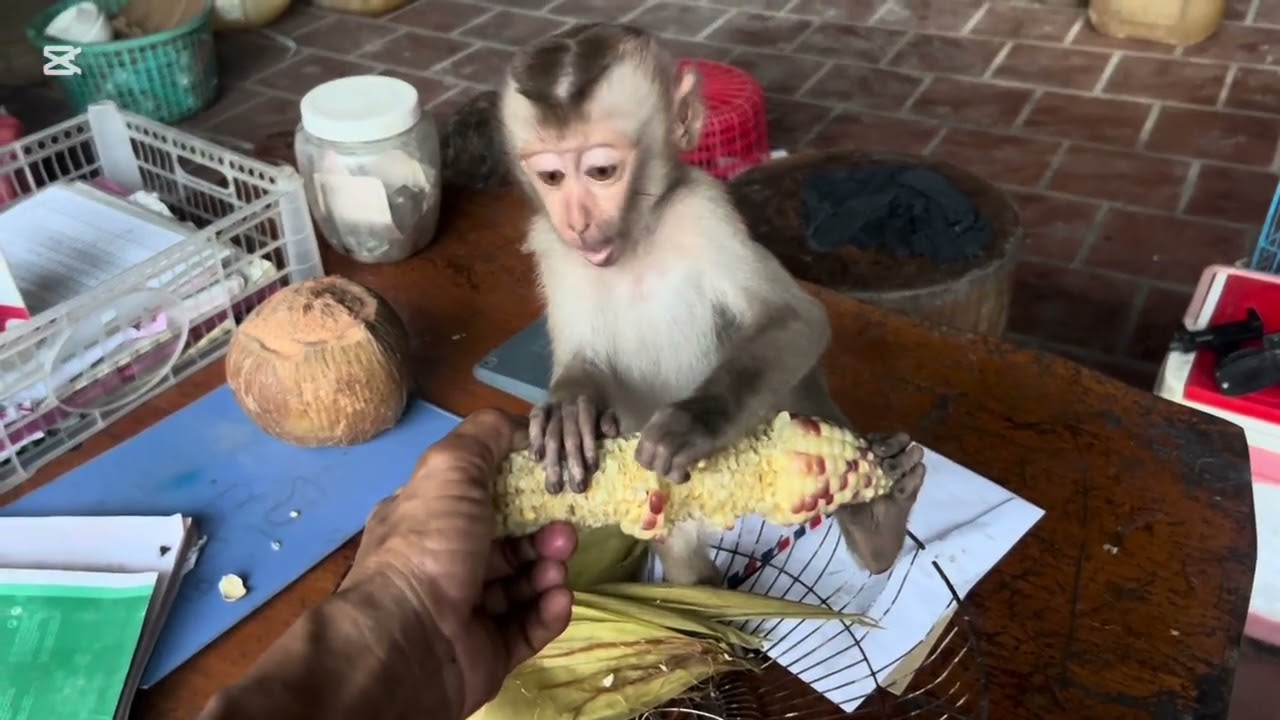 Chicken bites Mary #animals #monkey