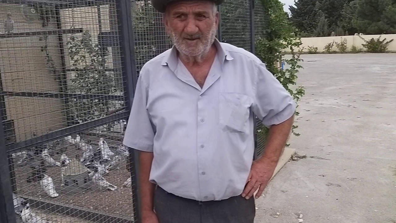 #BAKU  #PIGEONS.  Питомник голубей Назим Дадашева в Баку. 30.08.19г