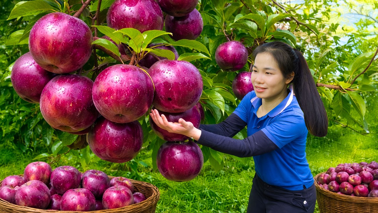 Harvesting Ripe Star Apple (Milk Fruit) & Selling at the Rural Market | Simple Rural Girl Life