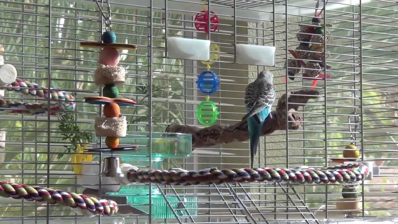 Budgies and flight in a Vision Bird Cage