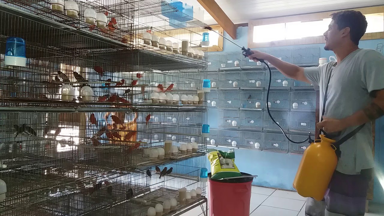 VINAGRE DE MAÇÃ COMO ANTIFÚNGICO PRA CANÁRIO