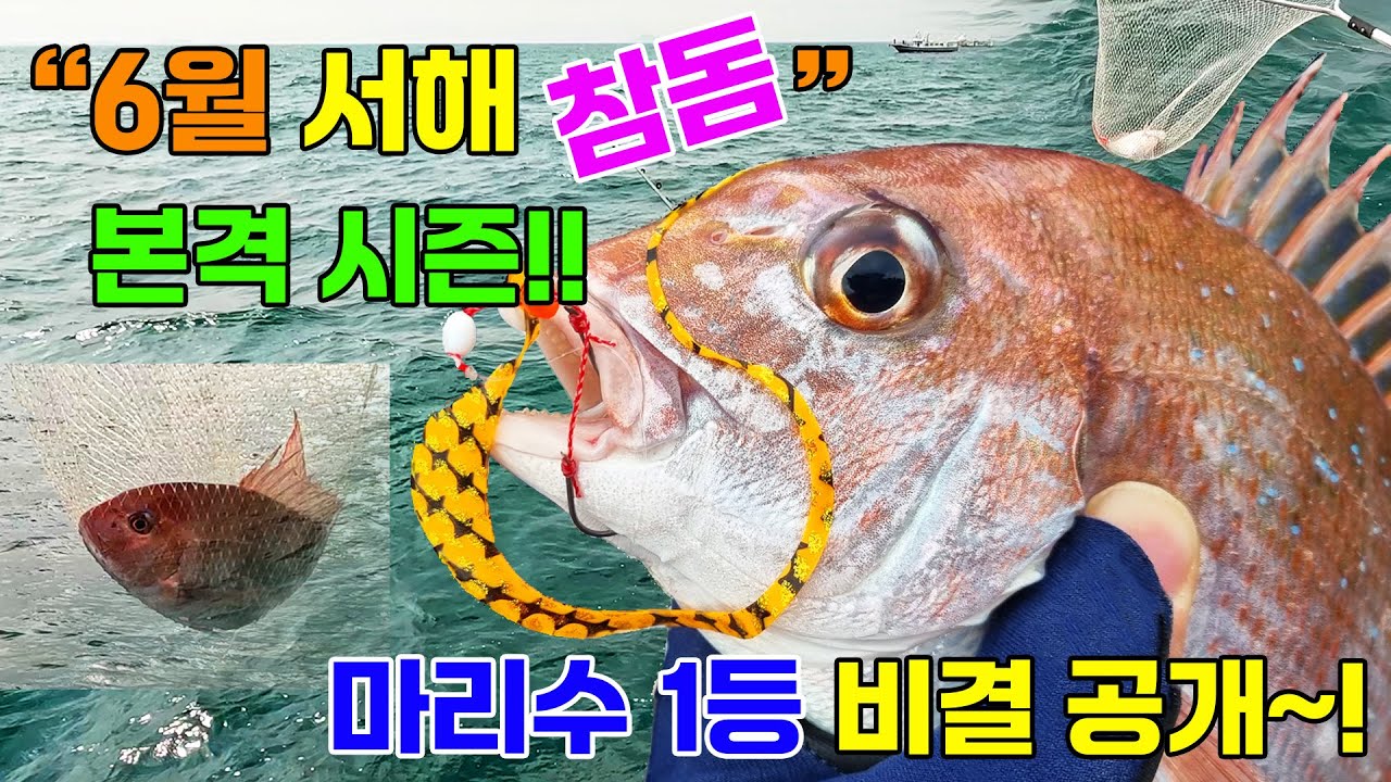 6월 서해 참돔, 본격 시즌!!! 참돔 마리수1등 비결 공개