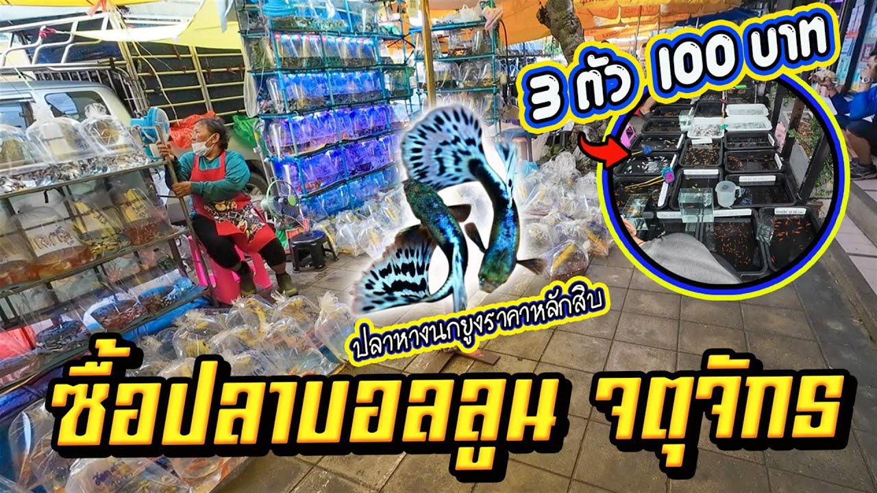 เดินจตุจักรซื้อปลาบอลลูน อัพเดตราคาปลาสวยงาม