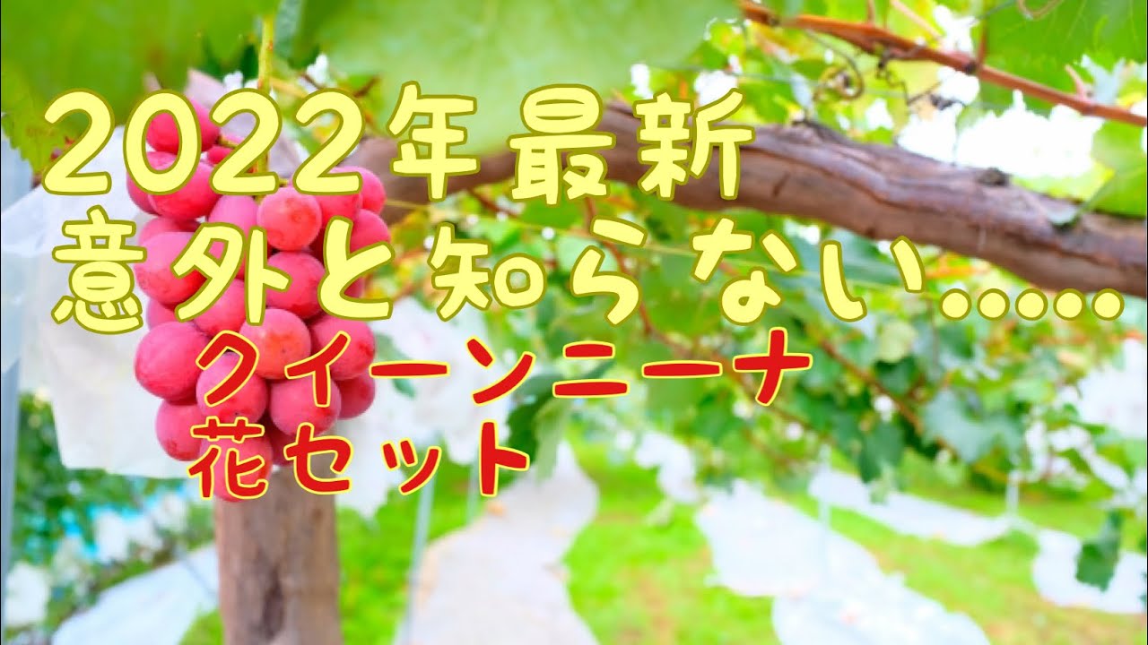 クイーンニーナ　花セット　3段９車2022年5月25日