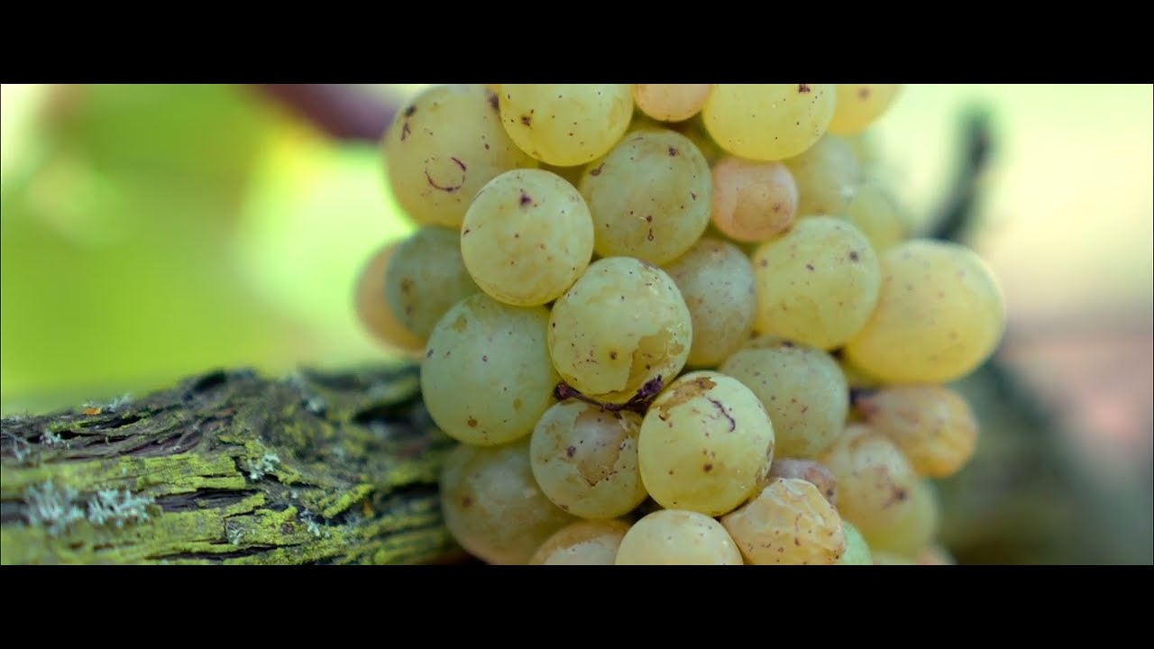 VIDEO 4 SAISONS VERSION LONGUE
