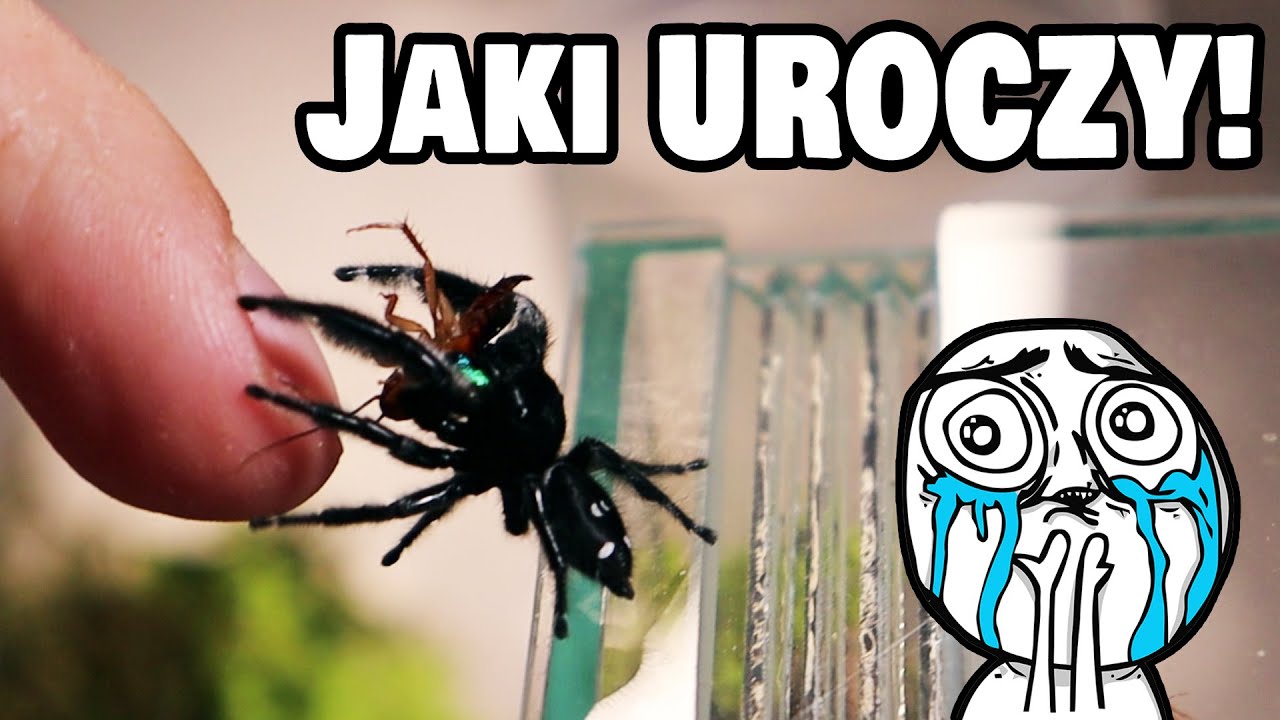 Самый умный ПАУК В МИРЕ! - Phidippus regius :D