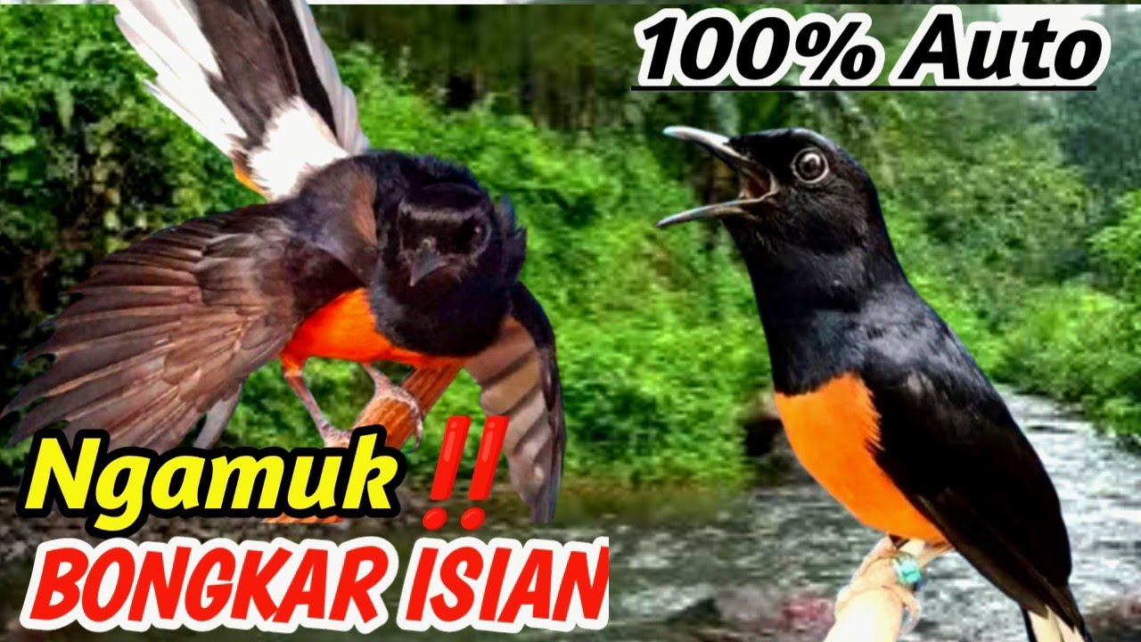 Murai Batu Mastering Sound Therapy – Natural River Flow | Bird Training & Stress Relief