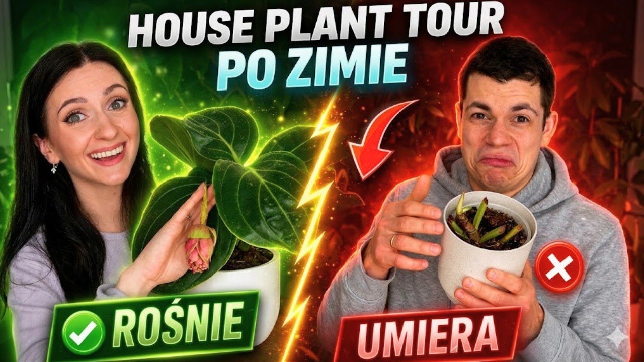 HOUSE PLANT TOUR PO ZIMIE 🌿 Co PRZETRWAŁO, a co UMARŁO?! + Roślinne porady Gosi 