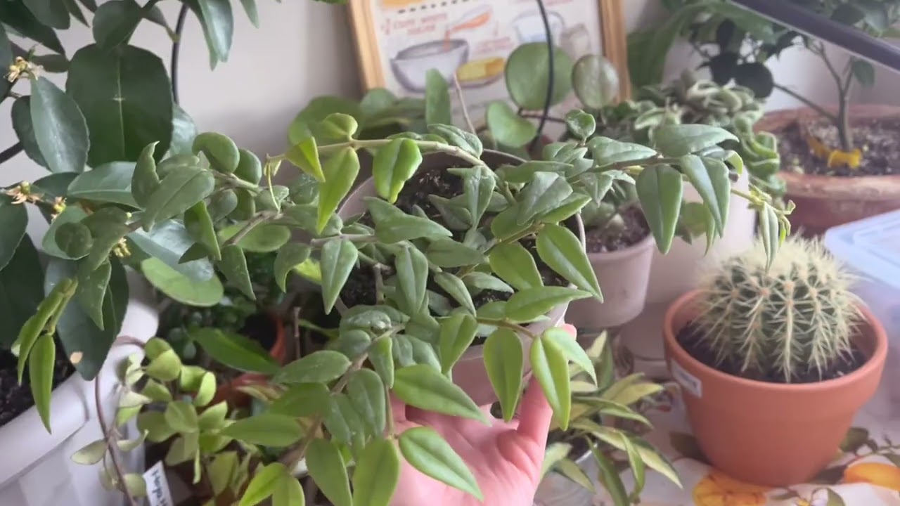 无意买到了带花苞的球兰！@Vandermeer Nursery