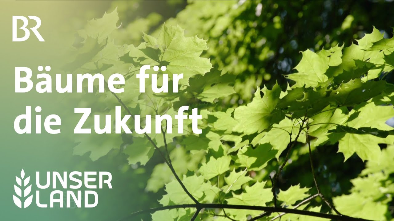Bäume  für die Zukunft | Unser Land | BR Fernsehen