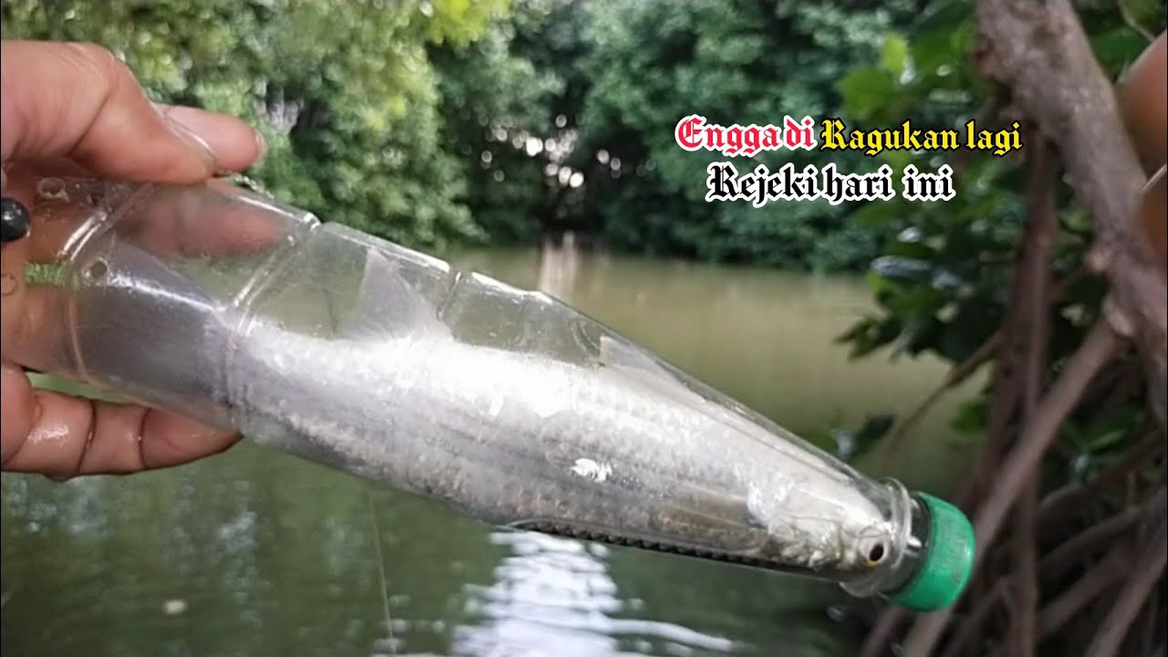 mancing di sungai bakau bener2 rakus|| hanya hitungan detik langsung di sambar