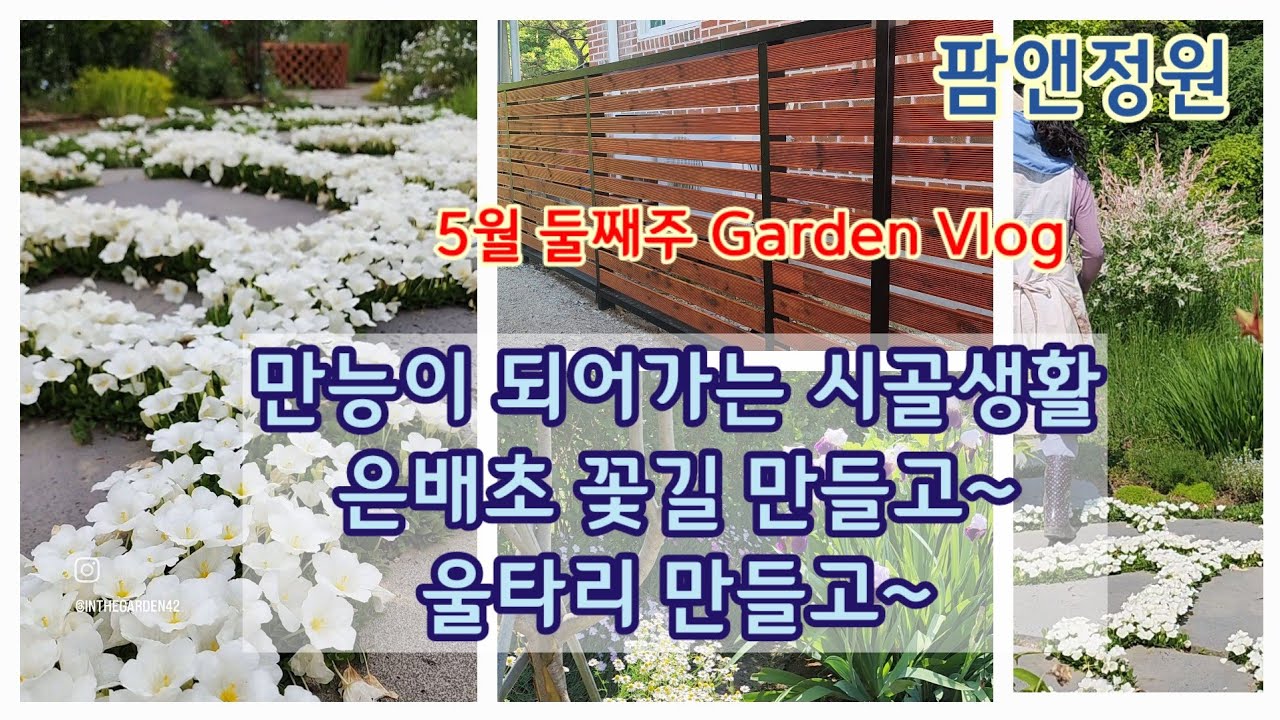은배초(은잔화) 꽃길 만들기, 셀프 울타리 만들기, 5월 둘째주 정원