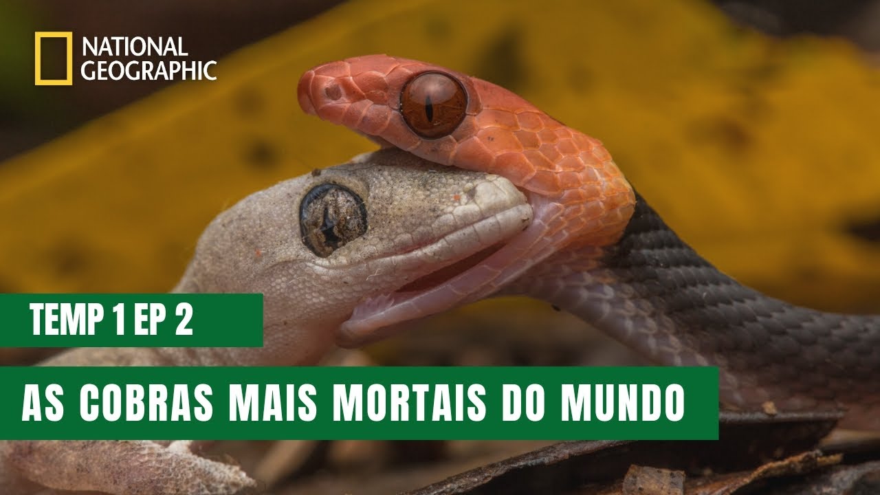 As Cobras Mais Perigosas do Mundo  | Cobras da África | Temporada 1 Episódio 2