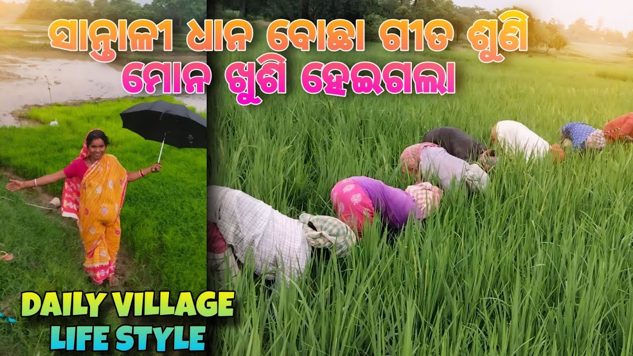 ସାନ୍ତାଳୀ ଧାନ ବୋଛା ଗୀତ ଶୁଣି ମୋନ ଖୁସୀ ହେଇଗଲା || santhali traditional song 😊 || rajeswari vlogs