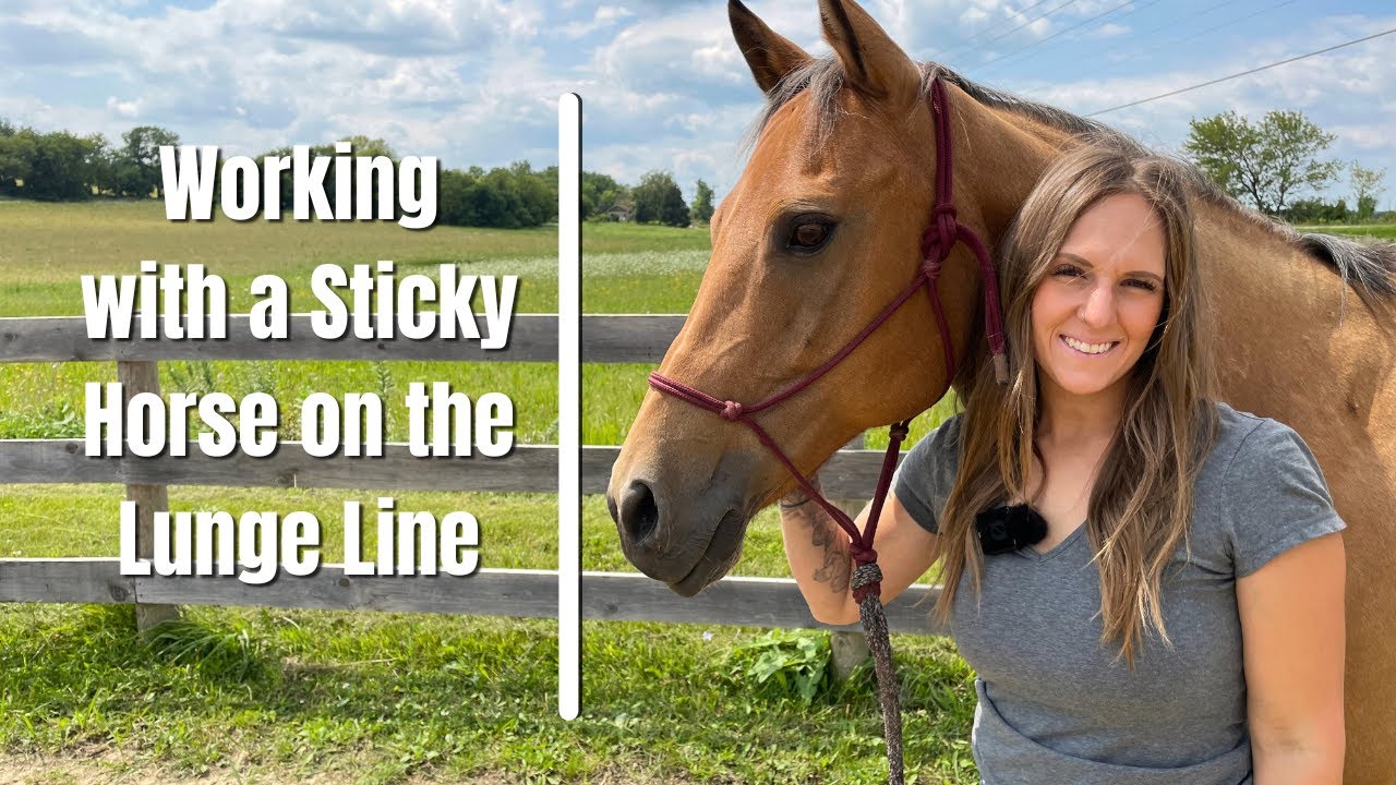 Working With a Sticky Horse on the Lunge Line