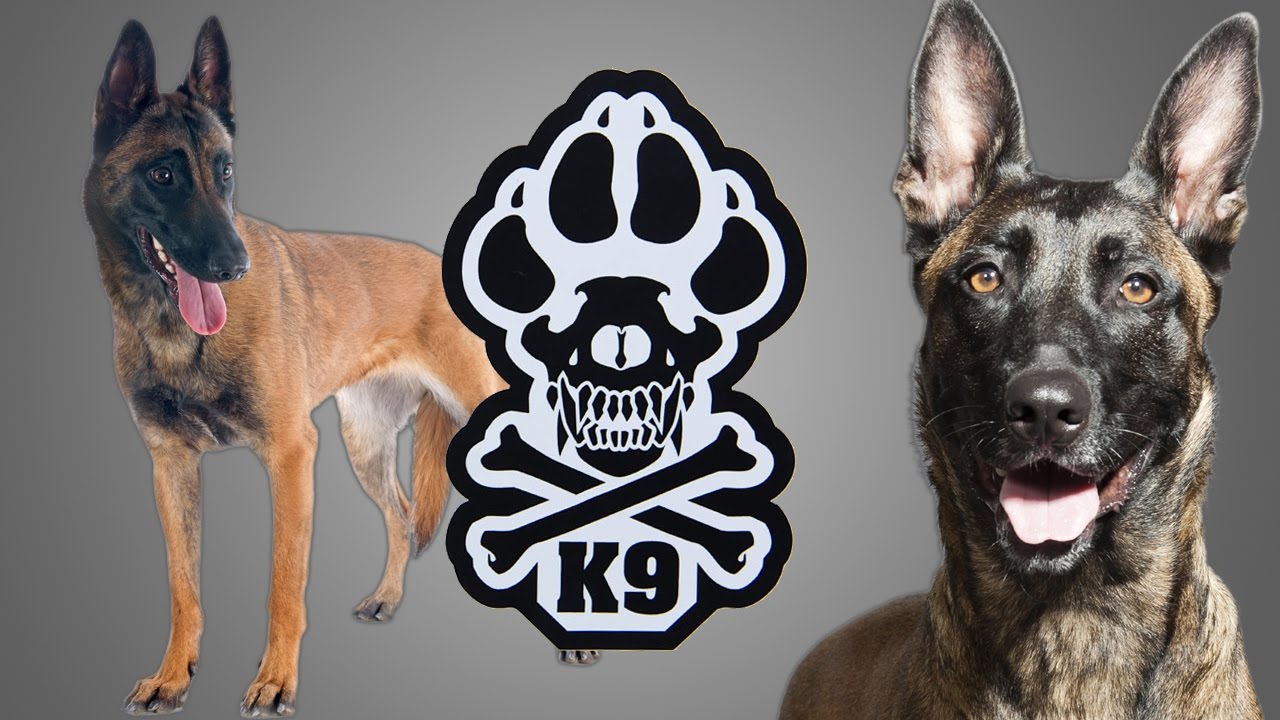 The TRUTH about Police K-9 Training