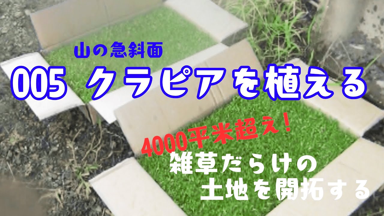 【雑草だらけの土地を開拓】急斜面！クラピアを植える
