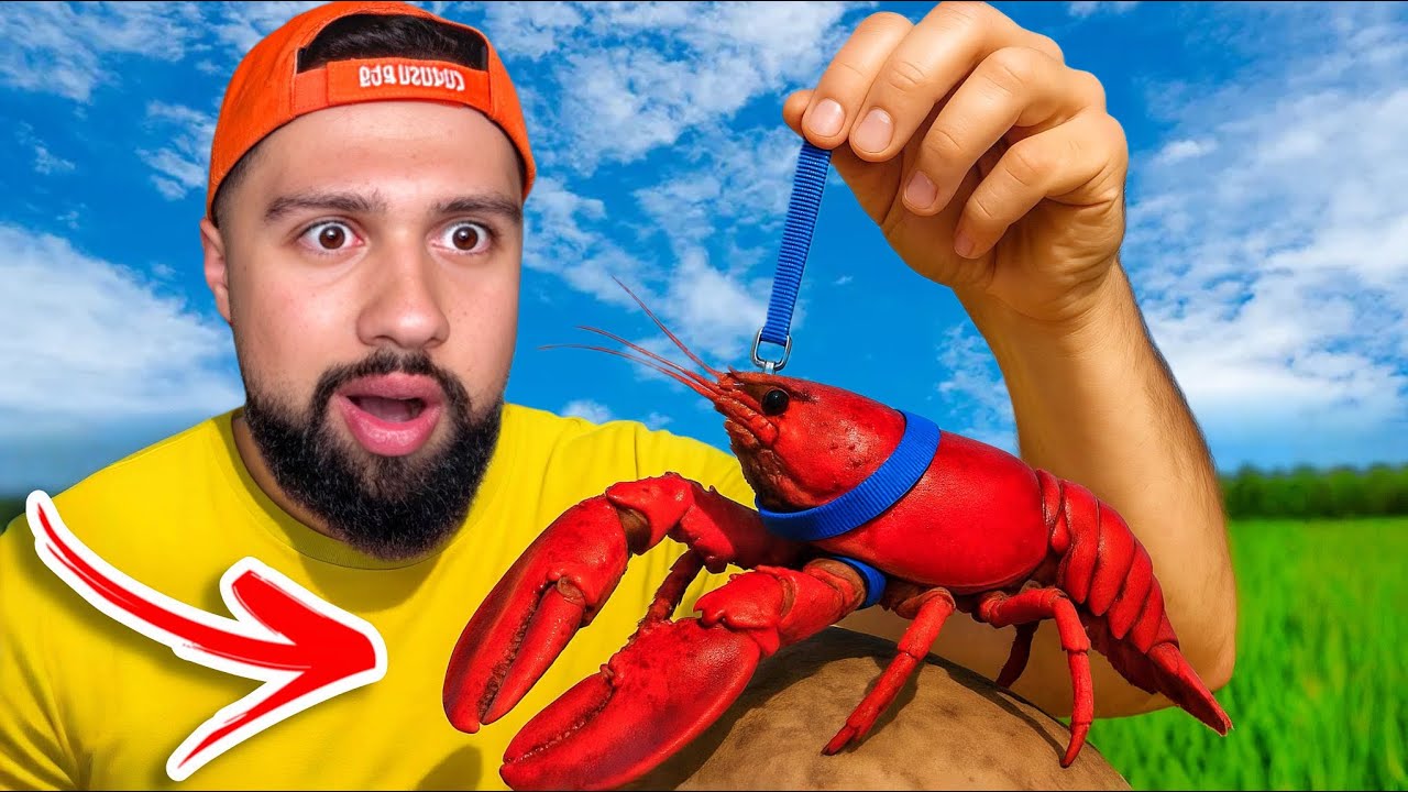 Իմ Նոր Ընտանի Կենդանին...