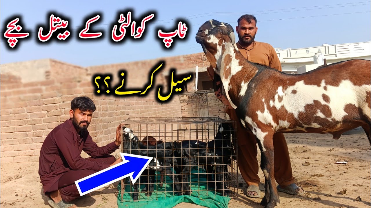 New Born Baby Goats Of Ashraf Gujjar Goat Farm - Goat Kids - Baby Goats