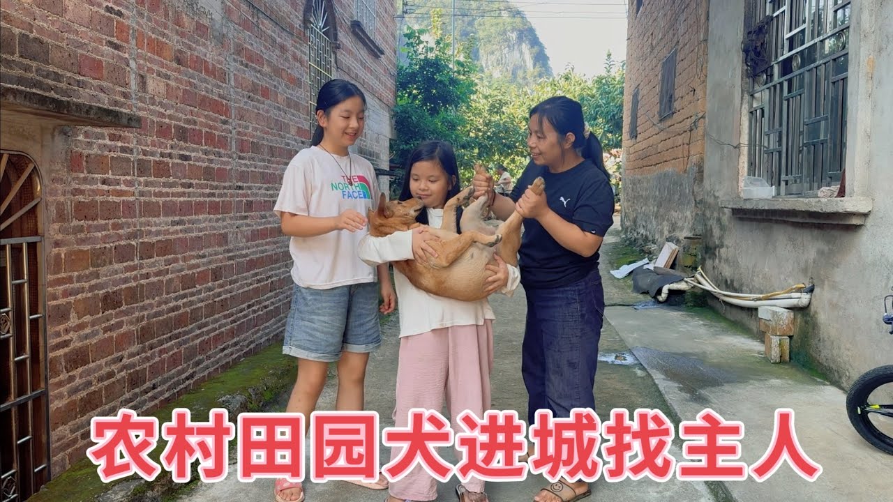 農村田園犬被主人留在鄉下，跨越25公里進城找主人，見面一刻主人都哭了，場面超感人