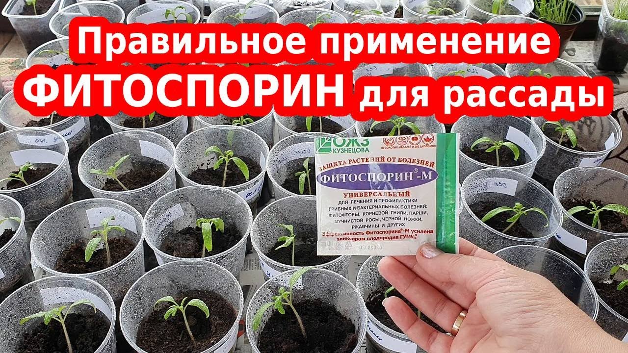 Правильное применение ФИТОСПОРИН М для рассады