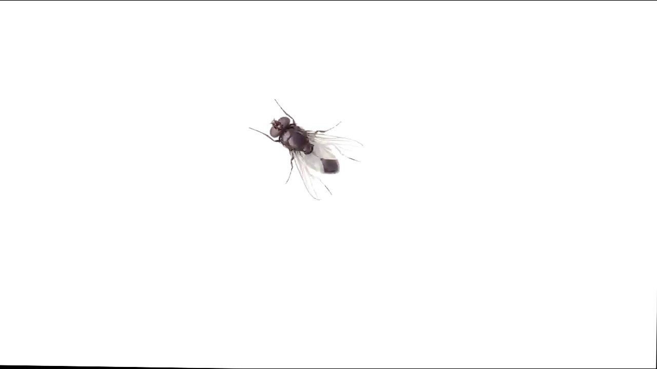 Fly on the screen