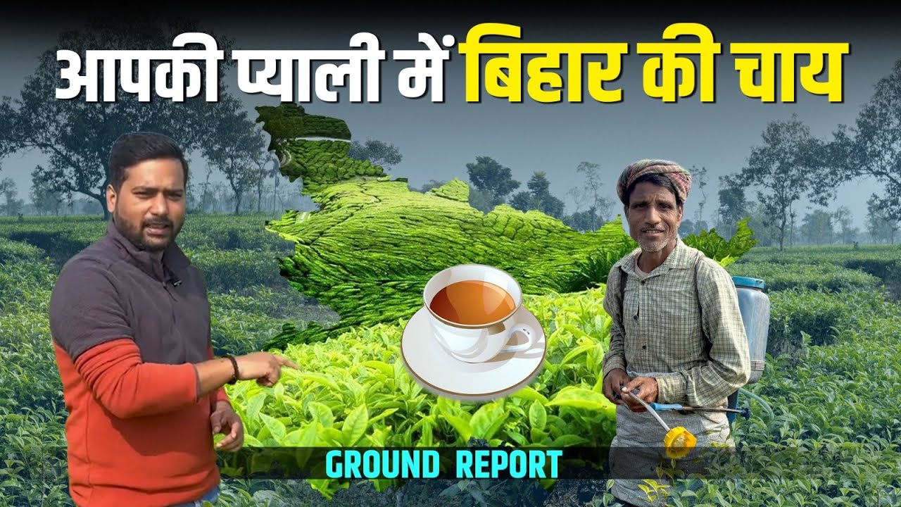 Bihar Tea Farming | आपकी प्याली में बिहार की चाय | Tea Cultivation