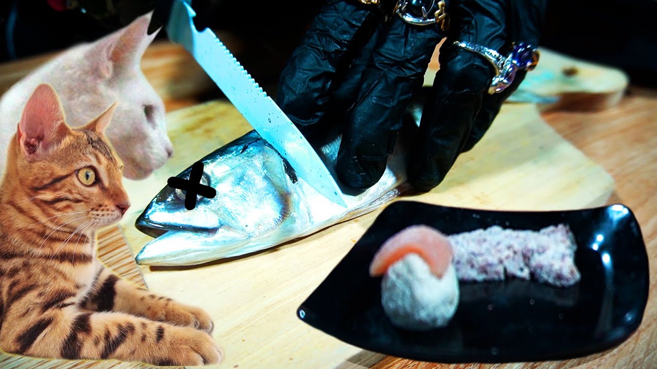 Sushi For Cat | Nevs Cat