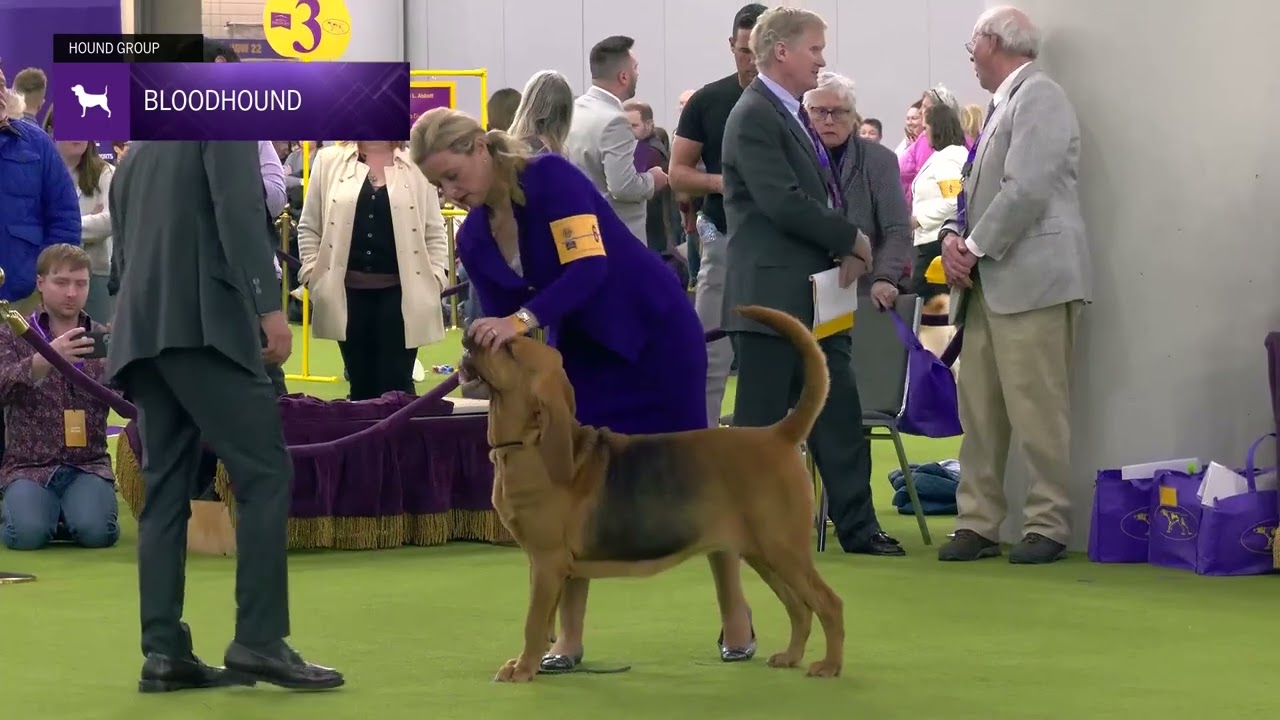 Bloodhounds | Breed Judging 2025