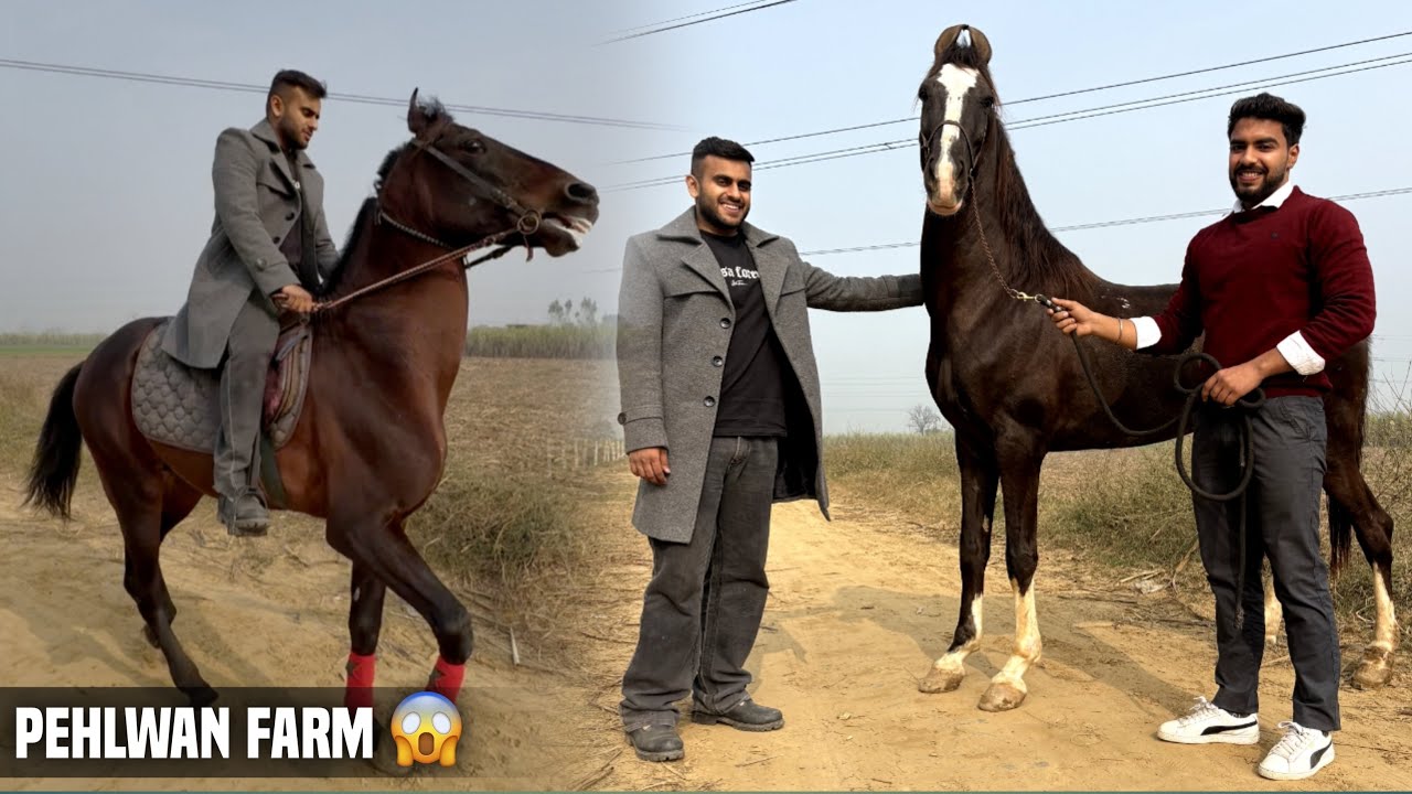 ⁠@ABHINAV HOON Ke Commando Horse Ne Ride se Gira Diya😱