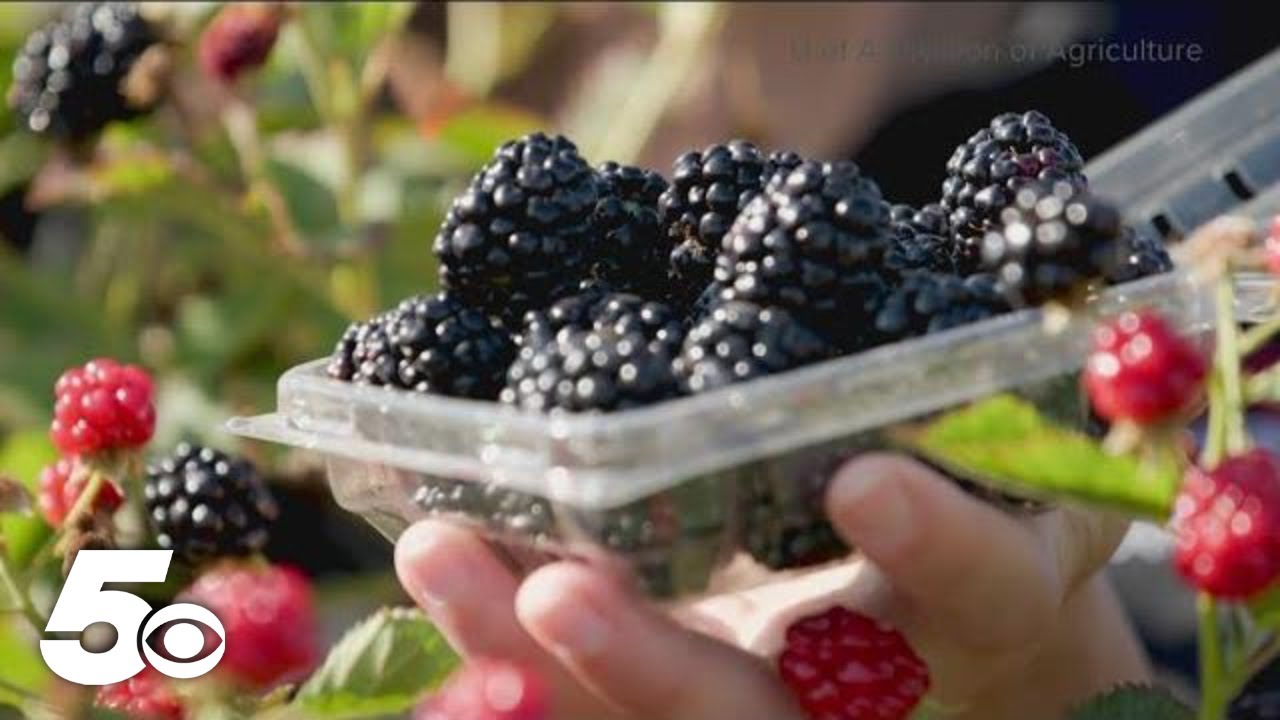 U of A Division of Agriculture releases new blackberry, nectarine