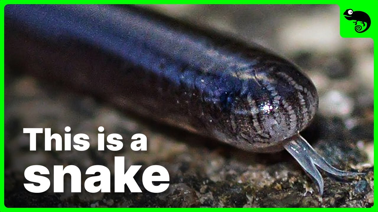 Snakes, All of the Snakes (If You're Into That Kind of Thing)