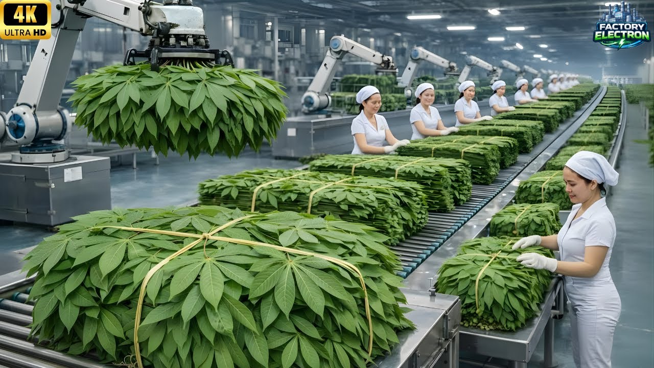Inside the Largest High-Tech Cassava Factory: How Raw Cassava Leaves Are Processed (Full Process)
