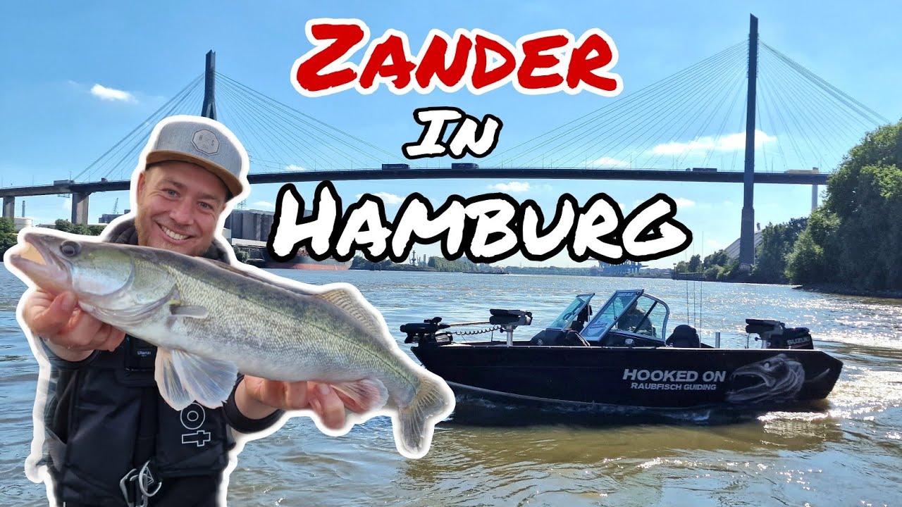 Zander vertikal angeln in Hamburg - die Elbe liefert!