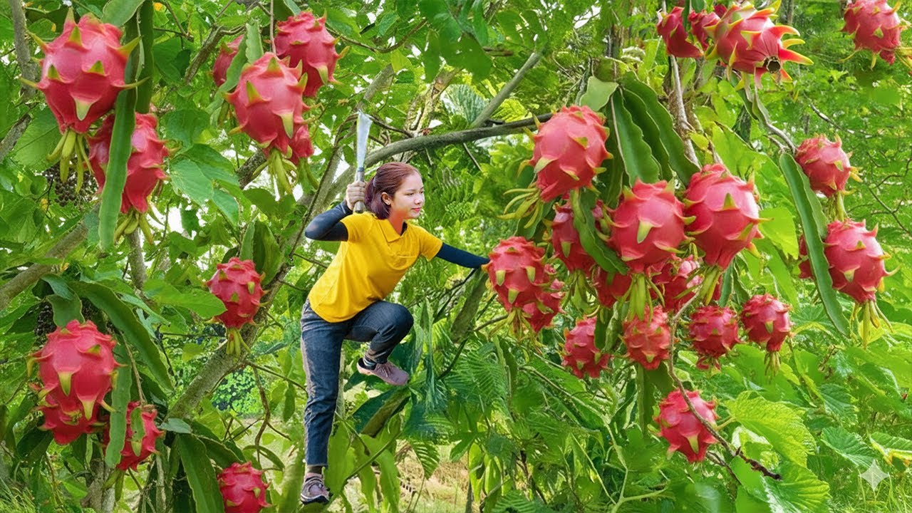 Hanna Harvest A lot Dragon Fruits & Selling at the market | Hanna Daily Life