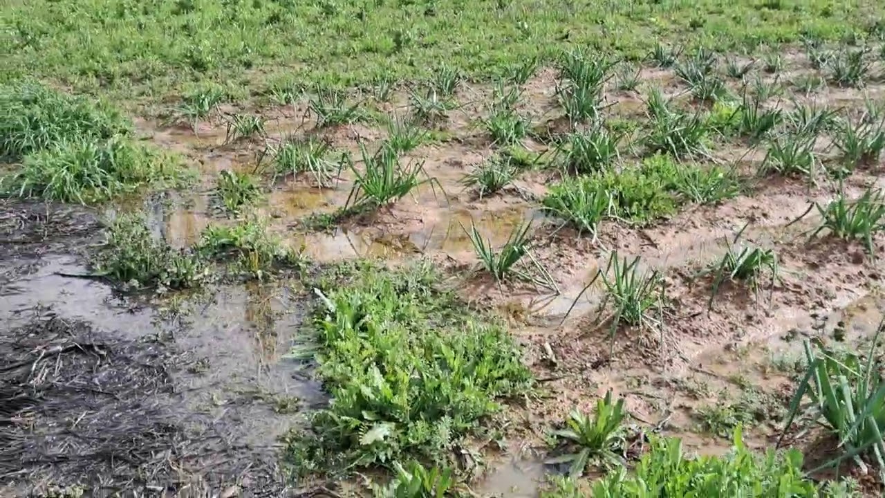 Agricultura Ecológica Regenerativa // Calçots y lluvia // Sector 5 