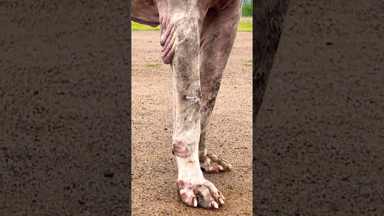 Bully Kutta Indian Mastiff 