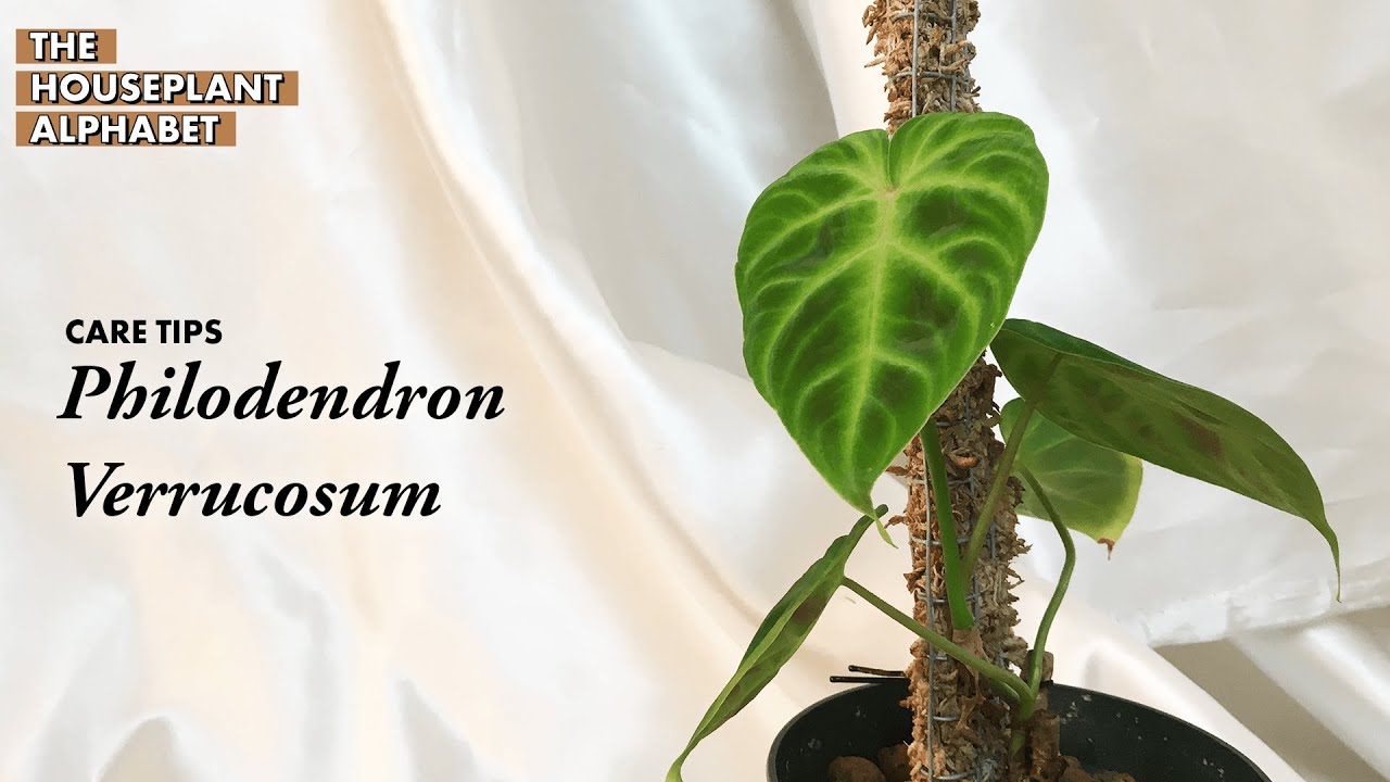 Philodendron Verrucosum Plant Care Tips | The Houseplant Alphabet